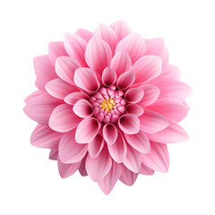 Obraz premium Pink flower blossom on transparent background. Generative ai.