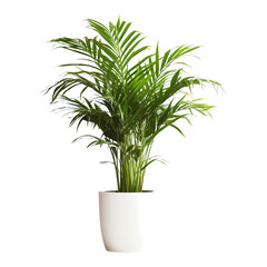 Areca house plant on transparent background. Generative ai design.
