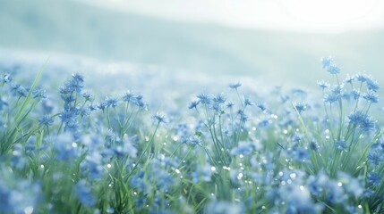 Field of blue flowers with dewdrops in the morning mist.