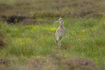 Curlew, Scientific name, Numenius Arquata.   Adult Eurasion Curlew calling on managed grouse moorland in summer, Yorkshire Dales, taken from car window, bean bag, long lens. Horizontal. Copyspace
