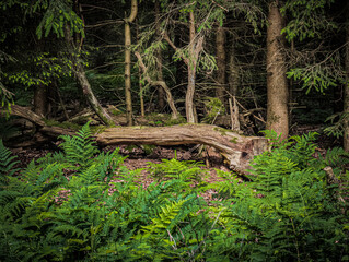 A fallen tree trunk behind ferns in front of spruce trees
