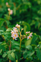 Beautiful purple flowers grow from blooming potato plants in spring on organic plantation field