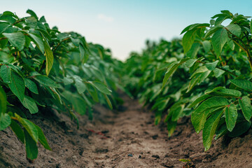 Potato crops growing on organic agricultural plantation field
