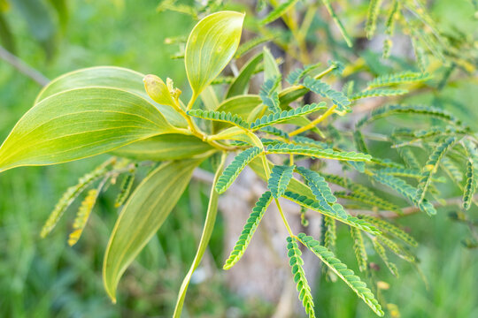 Acacia koa, koa, flowering tree in the family Fabaceae. Hawaii Volcanoes National Park. Acacia koa with phyllode between the branch and the compound leaves. 