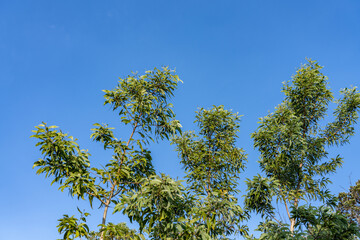 Acacia koa, koa,is a species of flowering tree in the family Fabaceae. It is endemic to the Hawaiian Islands, where it is the second most common tree. Hawaii Volcanoes National Park. 