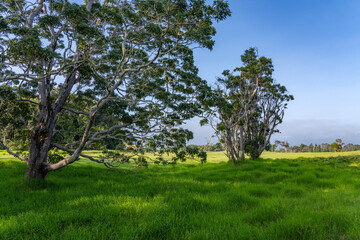 Acacia koa, koa,is a species of flowering tree in the family Fabaceae. It is endemic to the Hawaiian Islands, where it is the second most common tree. Volcano Golf Course, Hawaii island