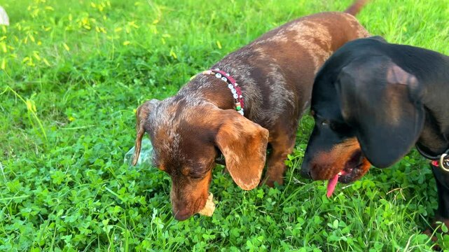 Two happy dachshund dogs with necklaces playing with a rock in green grass in a park, sweet wiener dogs, cute sausage dog pets, 4K shot