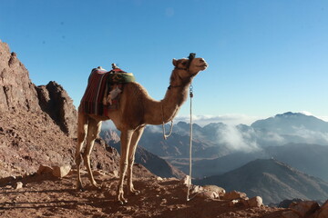 Camel on Mount Sinai hiking trail. The camel is smiling happily after being given a good meal.  Sinai mountain. at Saint Chathering.