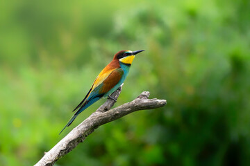 European bee-eater (Merops apiaster) perched on a branch. Nature reserve of the Isonzo river mouth, Isola della Cona, Friuli Venezia Giulia, Italy. Copy space image.