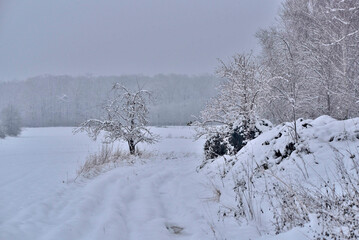winter scenery, trees covered with snow