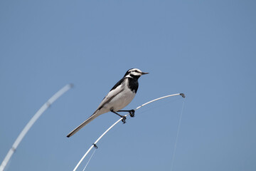 釣り竿にかかるハクセイキレイ