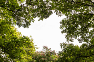 Mixed forest, green deciduous trees The rich natural ecosystem of the rainforest concept is about conservation and natural reforestation.