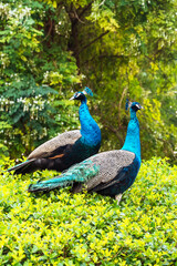 Fototapeta premium Peacock in an outdoor park in Dubai. vertical