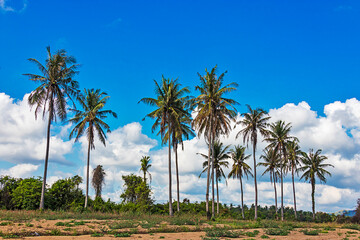 Naklejka premium Tree coconut and blue sky