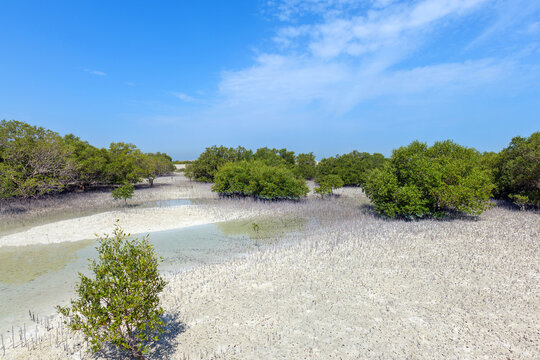 Mangrove trees at low tide in Jubail Mangrove Park in Abu Dhabi.