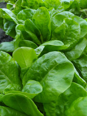 Horizontal photo of fresh lettuce growing in the garden