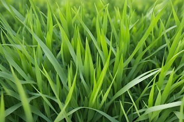 Obraz premium green grass in meadow 