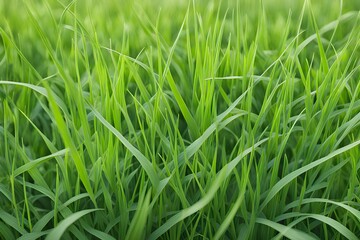 Obraz premium green grass in meadow 