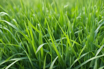 Obraz premium green grass in meadow 