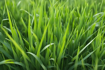 Obraz premium green grass in meadow 