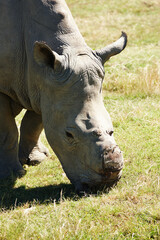 Fototapeta premium Rhino, animal in environment and safari for travel, wildlife conservation or rehabilitation with sanctuary. Nature reserve, poaching with missing horn and endangered in African natural habitat
