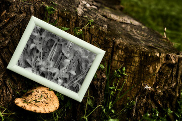 Ecology. Take care of your planet Earth. Old stump and diseased plants