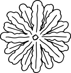 hand drawn top view of tree illustration.