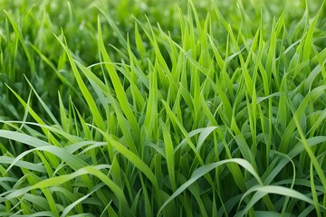 Obraz premium green grass in meadow 