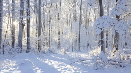 A serene winter scene featuring shimmery whites of freshly fallen snow blanketing a peaceful forest