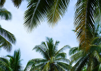 palm trees against blue sky © arwiyada