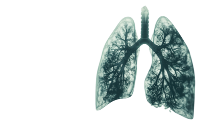 Lungs on white isolated transparent background