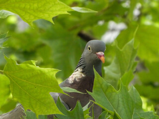 The common wood pigeon peeks out from behind the leaves on a tree branch