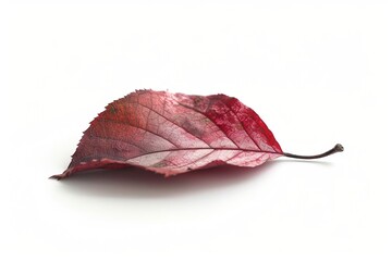 Green Leaf Vein Texture Isolated on Transparent Background