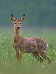 Reh (Capreolus capreolus)