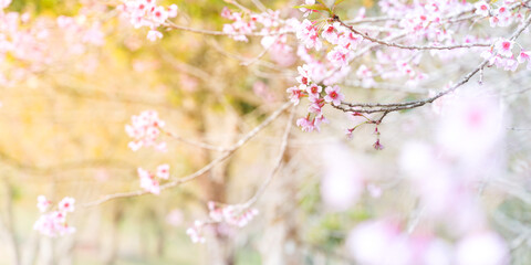 blossom in spring
