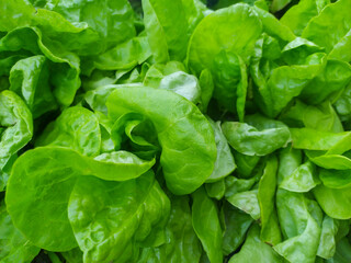 fresh green lettuce growing in the garden, view from above