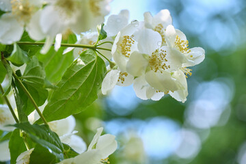 バイカウツギ / Japanese mock orange