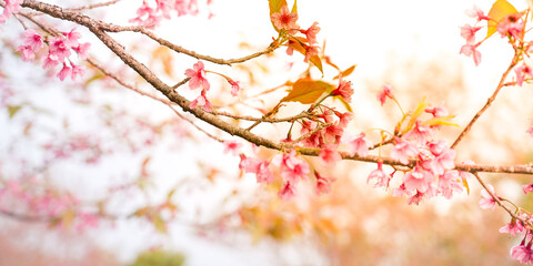 autumn leaves background