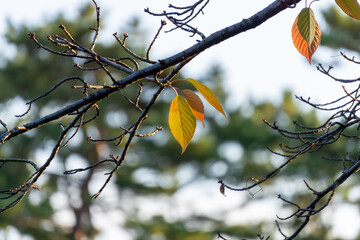 紅葉した葉
