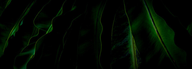 abstract green leaf background