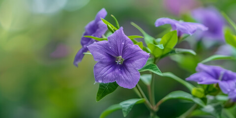 purple flowers in the garden
