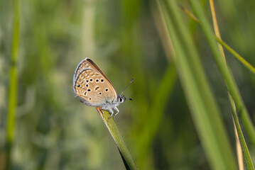 tiny butterfly on plant, Polyommatus morgianus