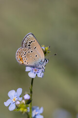 tiny butterfly on blue flower, Rose’s Blue, Polyommatus rosei