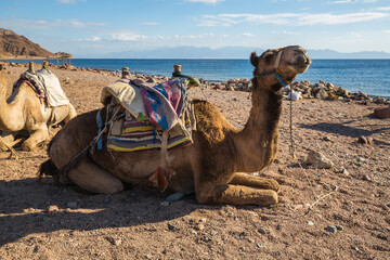 Fototapeta premium View of camel on the coast of Red sea