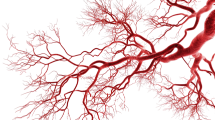 Blood system on white isolated transparent background
