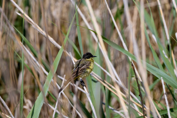 (Motacilla flava) standing on a reed