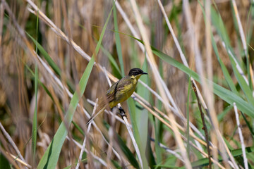 (Motacilla flava) standing on a reed