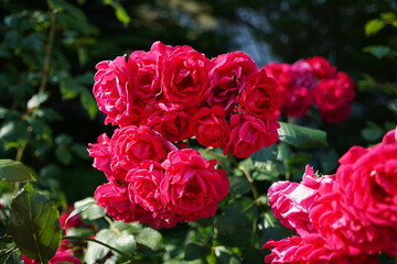 Beautiful red roses blooming in the garden on a sunny day