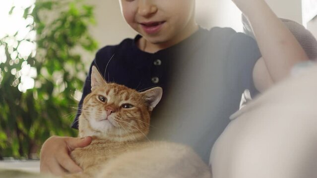 Admiring the Peaceful Moments A Child Lovingly Embracing an Adorable Orange Cat