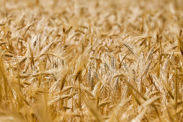 close up with ears of an agricultural crop
